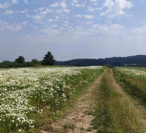 Polní cesta lemovaná květy heřmánku