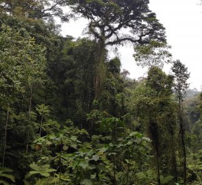 Cesta za horskými gorilami v Ugandě