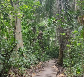 Lesní cesta k pramenům Semliki v Ugandě