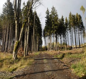 Cesta lesem k přehradě Slezská Harta