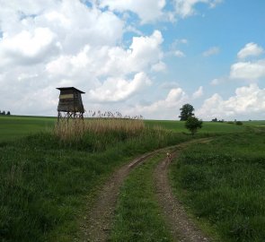 Polní cesta zpět do Mirošova