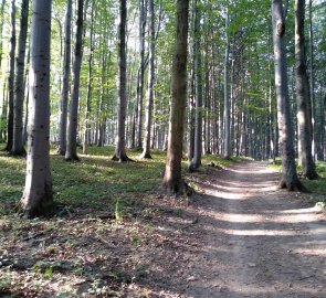 Široká lesní cesta na Velkou Javořinu v Bílých Karpatech