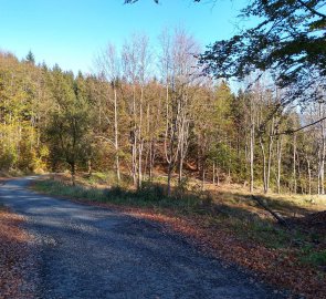 Lesní asfaltka zpět do Frenštátu pod Radhoštěm