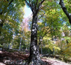 Krušnohorský památný dub