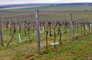 Okružní vyhlídková túra vinicemi Dolních Kounic
