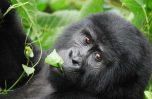 Krátký výlet za horskými gorilami v parku Bwindi
